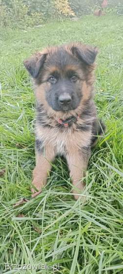 Owczarek niemiecki długowłosy