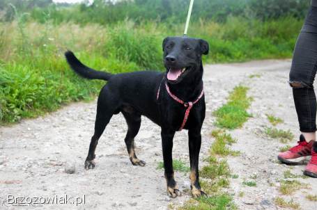 Bambo -  wesoły,  aktywny,  fantastyczny pies!