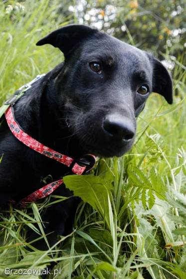 Bambo -  wesoły,  aktywny,  fantastyczny pies!