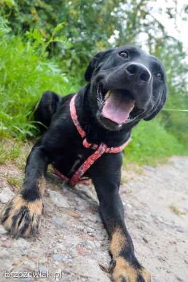 Bambo -  wesoły,  aktywny,  fantastyczny pies!