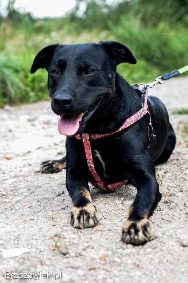 Bambo -  wesoły,  aktywny,  fantastyczny pies!