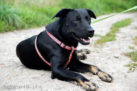 Bambo -  wesoły,  aktywny,  fantastyczny pies!