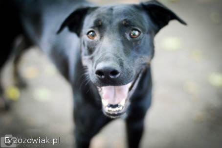 Bambo -  wesoły,  aktywny,  fantastyczny pies!