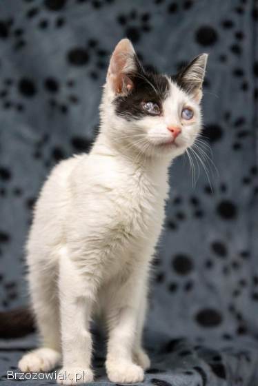 12 tygodniowe KOCIĘTA szukają domów!