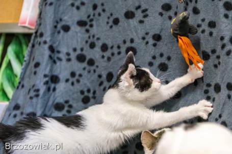 12 tygodniowe KOCIĘTA szukają domów!