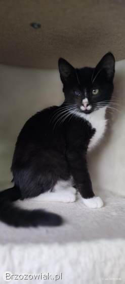 12 tygodniowe KOCIĘTA szukają domów!