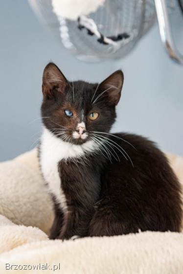 12 tygodniowe KOCIĘTA szukają domów!