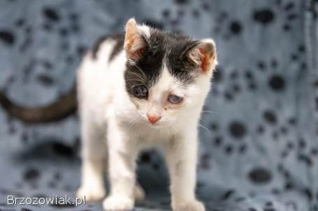 12 tygodniowe KOCIĘTA szukają domów!