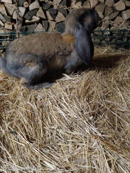 Baran francuski samiec