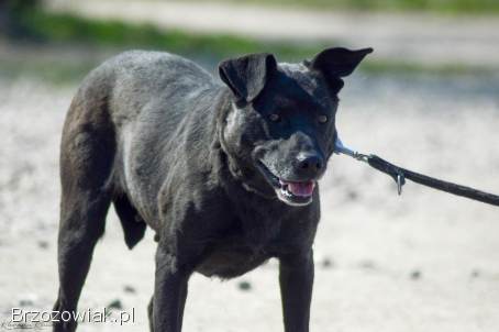 Armia -  łagodna,  delikatna sunia szuka domu!