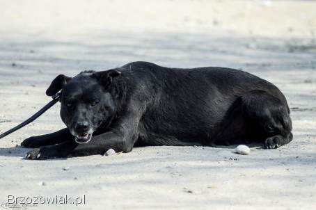 Armia -  łagodna,  delikatna sunia szuka domu!
