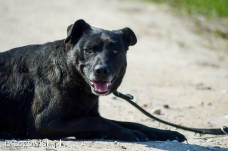 Armia -  łagodna,  delikatna sunia szuka domu!