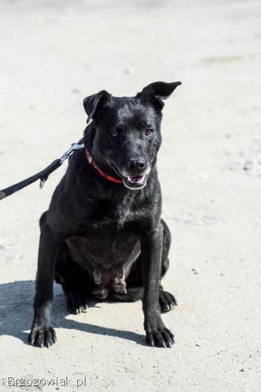 Armia -  łagodna,  delikatna sunia szuka domu!