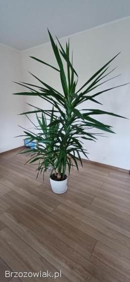 Juka ozdobna roślina doniczkowa