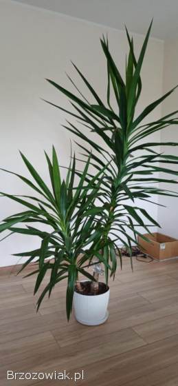 Juka ozdobna roślina doniczkowa