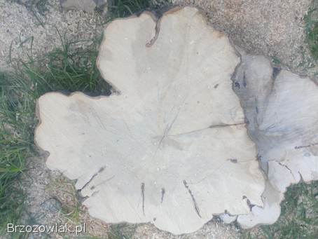 Plastry z drzewa pnia grab stolik żywica