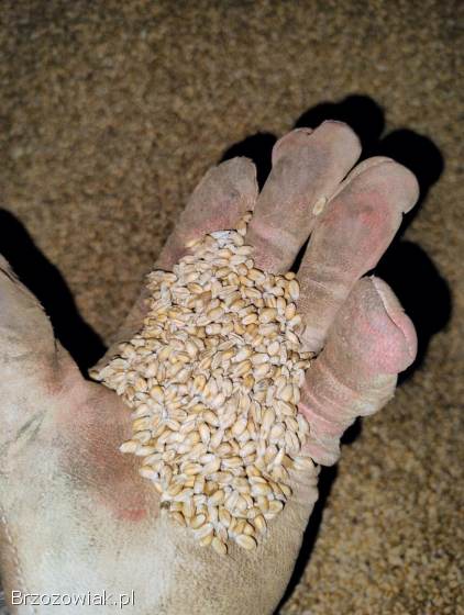 Sprzedam pszenicę.  Pszenica zbiór 2025.
