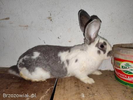 Króliki samce