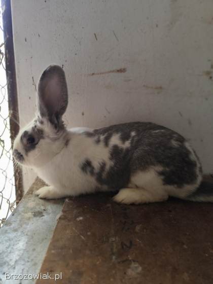 Króliki samce