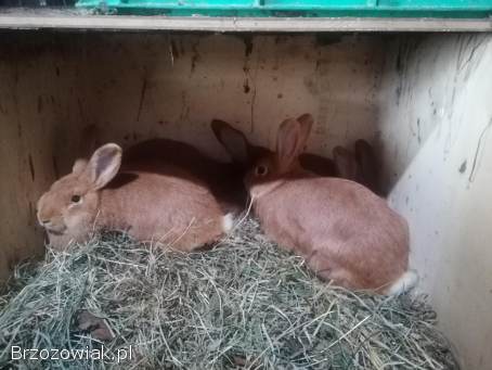 Króle rasy burguncki