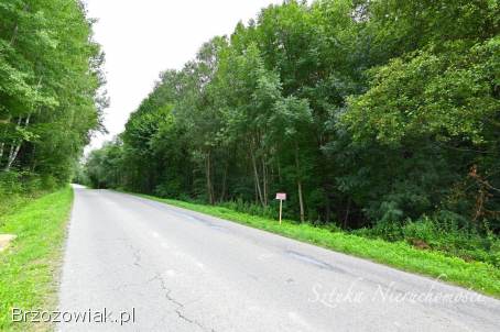 SPRZEDAM działkę rolno-leśną w GOLCOWEJ