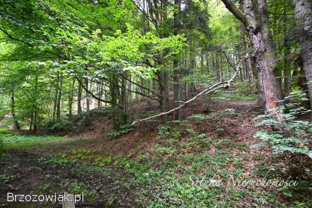 SPRZEDAM działkę rolno-leśną w GOLCOWEJ