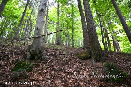 SPRZEDAM działkę rolno-leśną w GOLCOWEJ