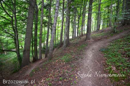 SPRZEDAM działkę rolno-leśną w GOLCOWEJ