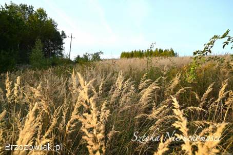 SPRZEDAM działkę z warunkami zabudowy w WARZE