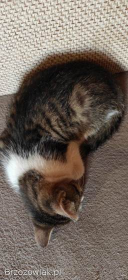 3 koty szukają domu