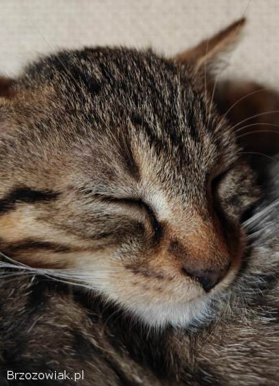 3 koty szukają domu