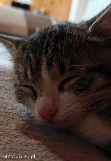 3 koty szukają domu