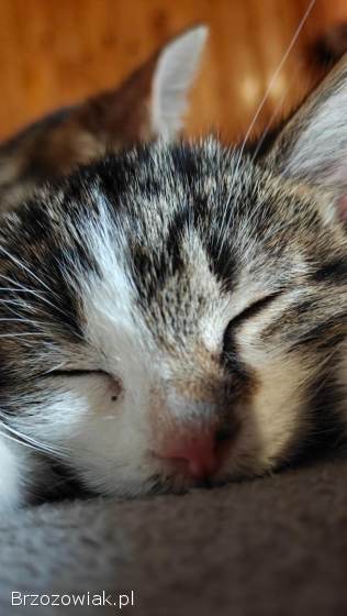 3 koty szukają domu