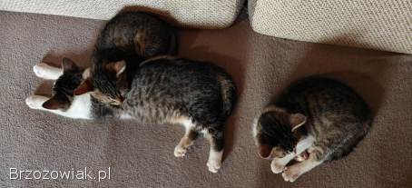 3 koty szukają domu