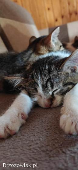 3 koty szukają domu