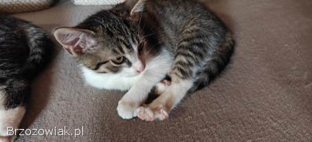 3 koty szukają domu