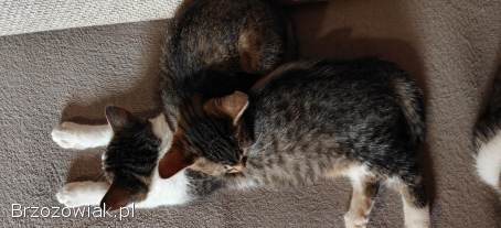 3 koty szukają domu