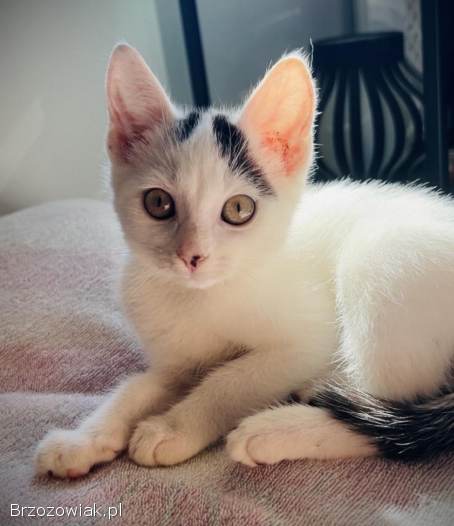 Przeurocze kocięta,  Lotka i Loki do adopcji!