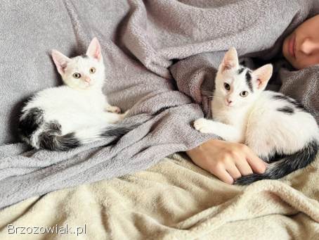 Przeurocze kocięta,  Lotka i Loki do adopcji!