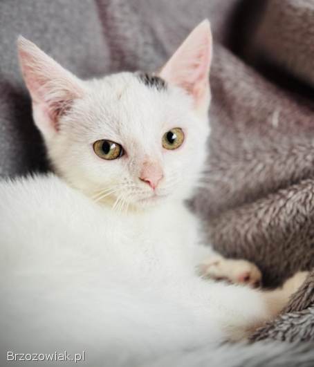 Przeurocze kocięta,  Lotka i Loki do adopcji!