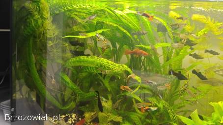 Pawie oczka molinezje mieczyki