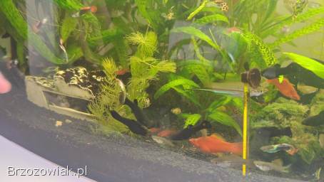 Pawie oczka molinezje mieczyki