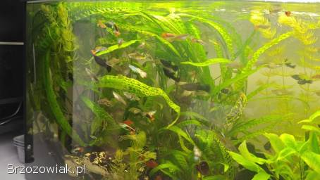 Pawie oczka molinezje mieczyki