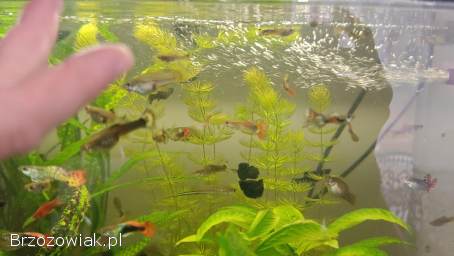 Pawie oczka molinezje mieczyki