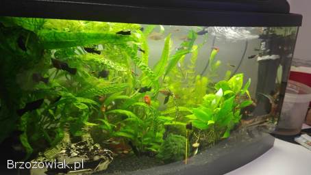 Pawie oczka molinezje mieczyki