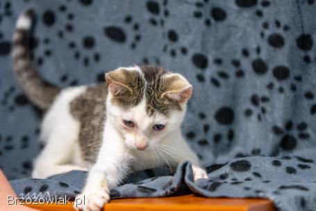 Dwa urocze,  wesołe kocięta szukają domów!