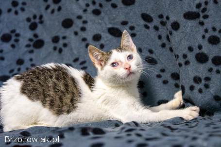 Dwa urocze,  wesołe kocięta szukają domów!