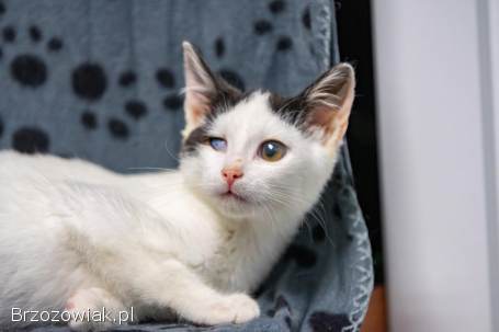 Dwa urocze,  wesołe kocięta szukają domów!