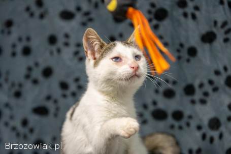 Dwa urocze,  wesołe kocięta szukają domów!