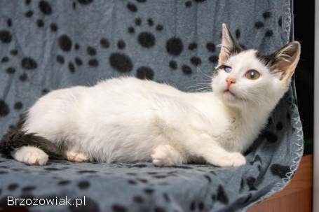 Dwa urocze,  wesołe kocięta szukają domów!